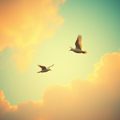 Soar