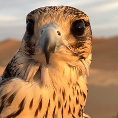ازرق الدمع