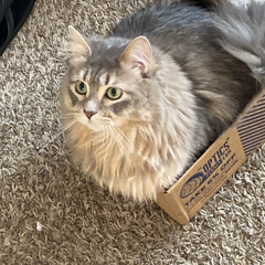 Who the fuck is dale denton