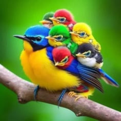 beautiful birdz