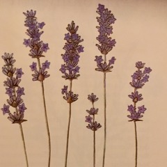 Lavender by Molly Bashaw & JO Liepold