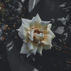 En Chok Ai Kot  (Maiky)