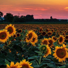 sunflowers