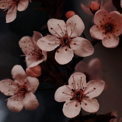 Hoa Thiên Cốt - Luyến Nhân Tâm - 恋人心 (ThaoNguyen Mix)