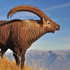 Dixième épisode : le prochain qui dit "A la dernière Segonds" il est interdit de stade