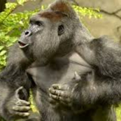 harambe prod 1millonusd 22nate