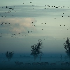 Sergio Llopis & Wassim Younes - Feathers In The Wind (Original Soundtrack) BUDDHA'S LOUNGE MUSIC