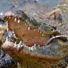 The Crocodile