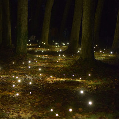 Fireflies