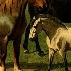 Pferdejunge27 & Horsegirl72