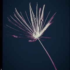 Lost in the wind