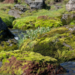 le ruisseau sous la mousse