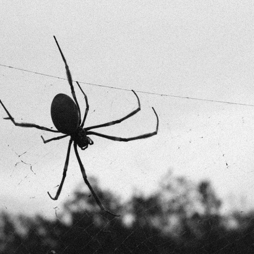 SPIDERS