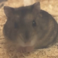 ハムスター飼いたい (音壊しみつる)