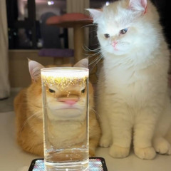 P4 - MyLittleWhiteCat (Official Audio)