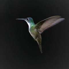 Hummingbird