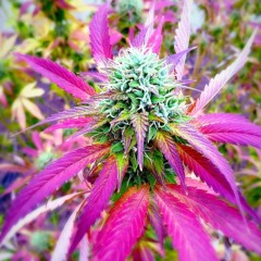 Dominant Strain