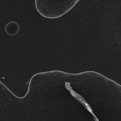 Music For Microscopes 1/2