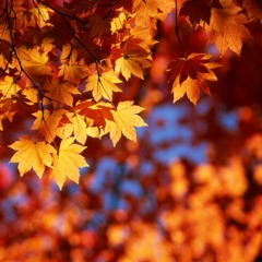 Podzim 22 / Fall 22