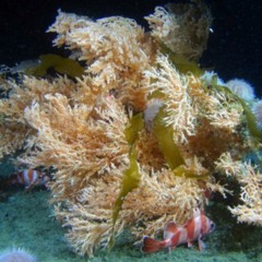 Coral Tides [ORCHESTRAL]