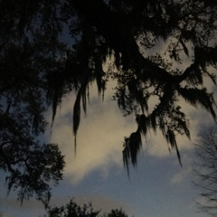 tree of life at dusk