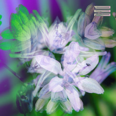 Fading Campanula