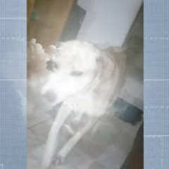 18+ portal zacarias cachorro portal zacarias jorge onca portal zacarias nunca mais vou roubar