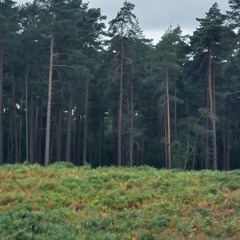 Confused Dodoling - Messin In The Forest [Official Audio]