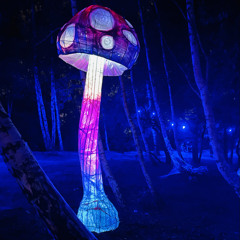 enchanted woods - 8O’ city