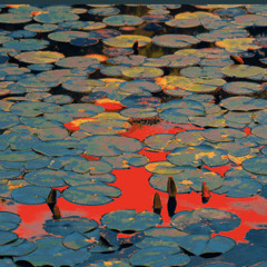 EDO x SHY x KILLL$TARR (Prod. By WAV3.GOD)