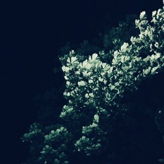 Flowering Trees