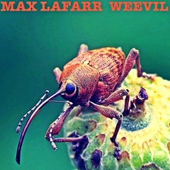 Weevil