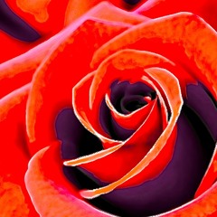 Rose Petals