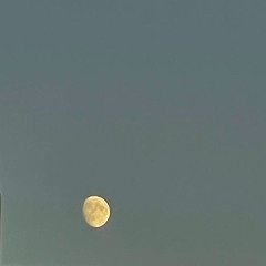 still -daughter cover