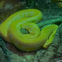 SLIME