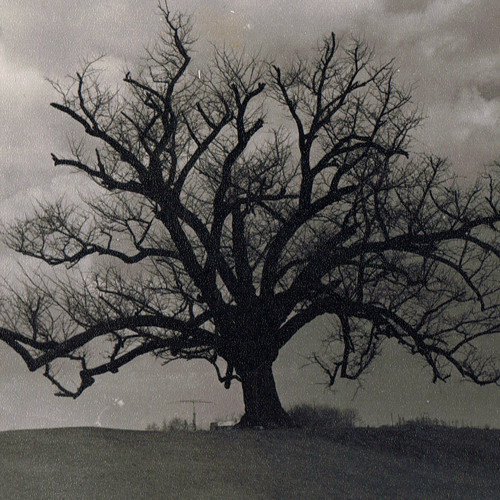 hanging tree