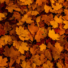 fallen leaves