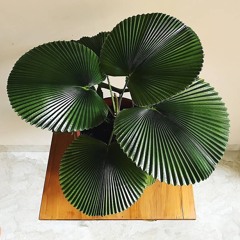 Houseplant Paradise: Episode 1