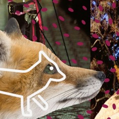 wild fox is bready     prod me