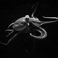 All The Gear (feat. Jimmy MtChill)