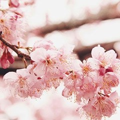 Hanadoki