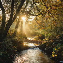Local Parks (autumn nature)