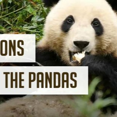 PANDAS - EPISODE 2 - TEASER