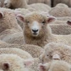 Sheep May Safely Graze BWV 208 - Bach (Ukulele)
