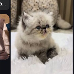 Chinchilla Coat / wardrobe