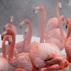 The Flamingo Room (Original Mix)