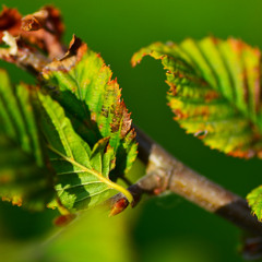 Arp Development - Flute reasoning