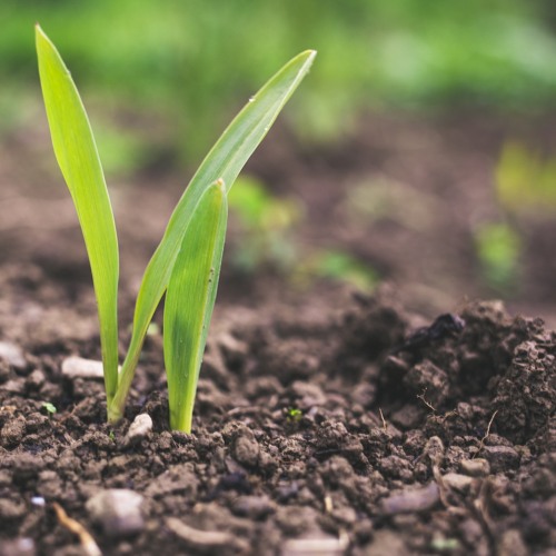 More Of Our Heart, Dear Lord (Cover)