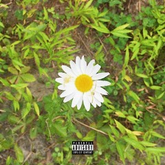 Sunflower (prod. no-k)