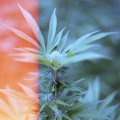 curated mixtape arrangements